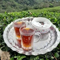 سرگل چای املش