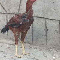 مر۶ وخروس لاری اصل تاغچه