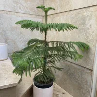 کاج مطبق فروش فقط تا فردا