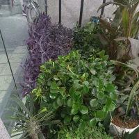 گل و گیاه درجه یک