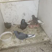 باعرض سلام ۵عدد اشعل بفروش میرسد