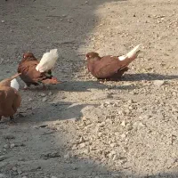 کبوتر سرخ دم سفید درجه یک