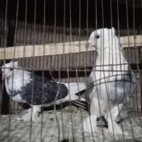 یک جفت قلاقی سبز