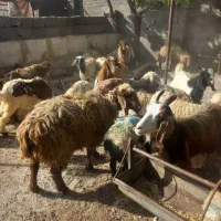 گوسفند زنده