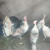بوقلمون