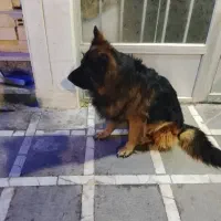واگذاری سگ ژرمن