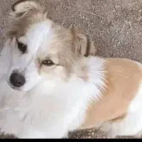 سگ گمشده|حیوانات|سلفچگان, |دیوار