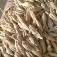 جو فروش