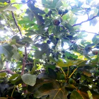 انجیر|خوردنی و آشامیدنی|مینودشت, |دیوار