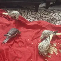 جوجه عروس هلندی در تهران مختاره شاپور