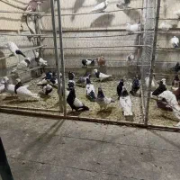 کفتر|پرنده|قم, کلهری|دیوار