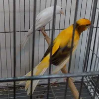 سهره قناری دون میکس بالانس دانه مخلوط هفت تخم