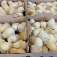 جوجه گوشتی راس ، کاپ