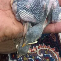 جوجه مینا شاه تخم