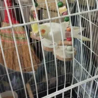فروش عروس هلندی به دلیل کمبود جا