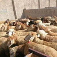 فروش بره پرواری وگوشتی گوسفند زنده ی کوهستان
