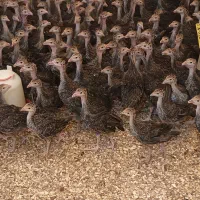 جوجه بوقلمون برنز انگلیس سینه پهن یک روز تا ۵۰ روز