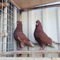 کبوتر