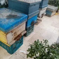 فروش کندو زنبور عسل