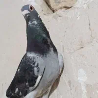 کبوتر پرشی بوم و جفتگاه
