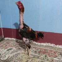مرغ و خروس لاری اصیل