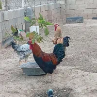 مرغ و خروس