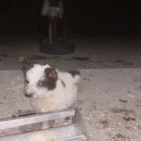 توله قدرجونی