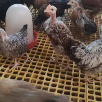 نیمچه مرغ و خروس محلی دوماهه