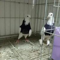 طوقی|پرنده|قم, دروازه ری|دیوار