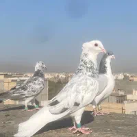 کفتر سار کاکلی قدیمی نر  عطیقه