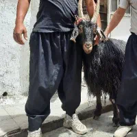 گوسفندآذربایجان