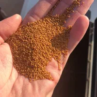 بذر کاملینا رقم سهیل