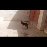 توله میکس