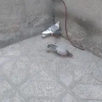 جوجه ارشینگل و دم سفید