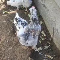 نیمچه خروس گلین، تخم نطفه دار