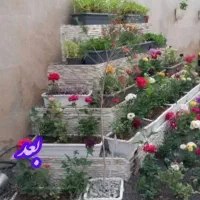 خدمات باغبانی در همه نقاط تهران پذیرفته میشود