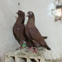 کبوتر جفتگاه