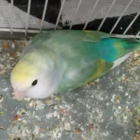 طوطی کوتوله رنگ خاص
