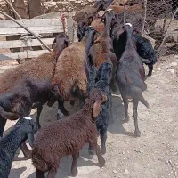 ۱۰راس بره دار