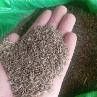 زیره سبز درجه۱