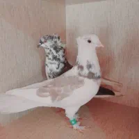 کبوتر  م. ی خ ر م معاوضه با انگشتر گردبند