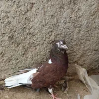 یک جفت پرشی|پرنده|زابل, |دیوار