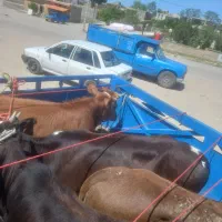 گوساله محلی خوش قیمت چاق