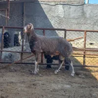 شیشک قوچ میش بره