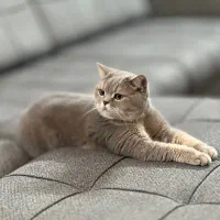 اسکاتیش