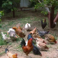 ۸ تا مرغ و یک خروس رسمی