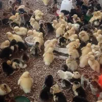 جوجه اردک و جوجه محلی سالم و سرحال