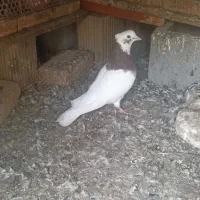 کبوتر طوقی