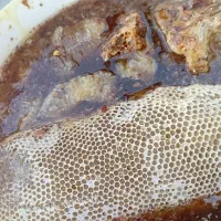 عسل وحشی کنار درجه یک