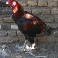 خروس لاری اصیل